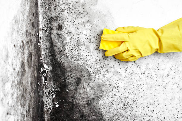 Best Mold Damage Repair  in Rose Hill, KS