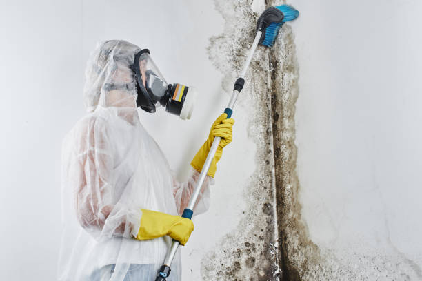 Best Mold Testing  in Rose Hill, KS