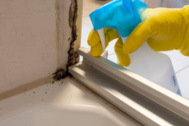 Best Professional Mold Removal  in Rose Hill, KS
