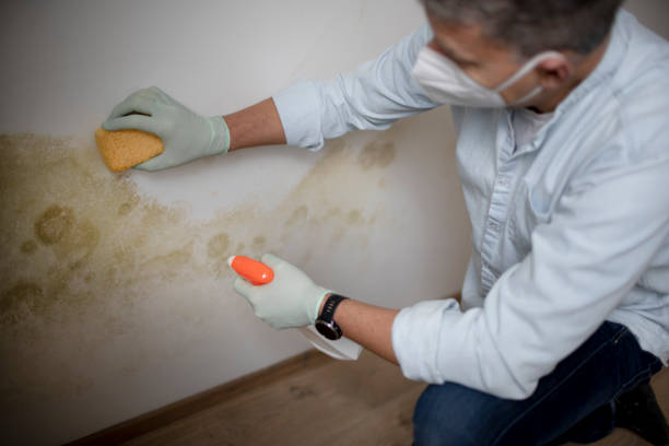 Best Water Damage Restoration  in Rose Hill, KS