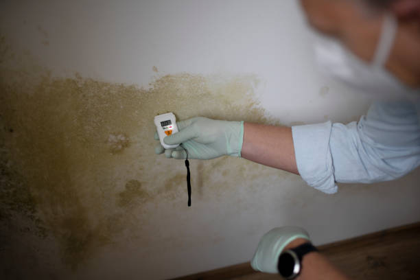 Best Mold Testing  in Rose Hill, KS
