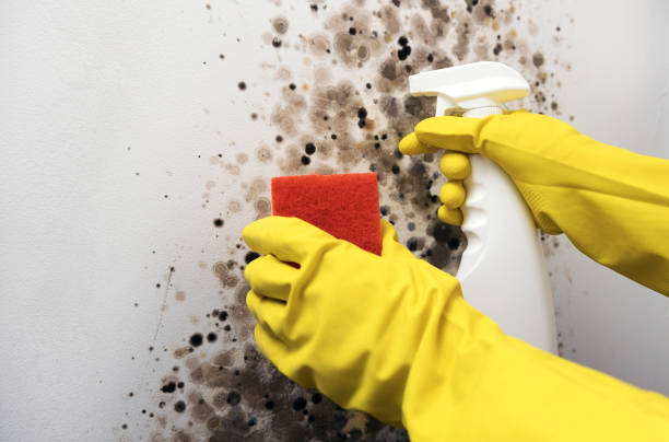 Best Best Mold Removal Companies  in Rose Hill, KS