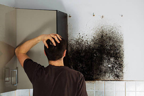 Best Black Mold Removal  in Rose Hill, KS