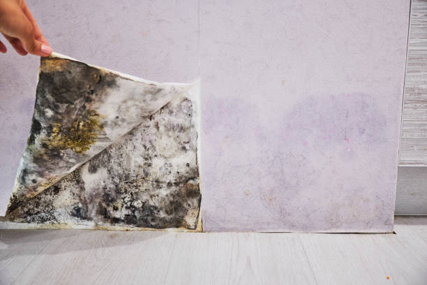 Best Mold Removal Near Me  in Rose Hill, KS